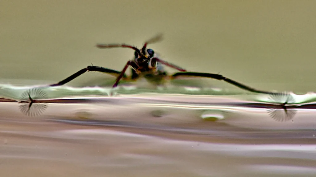 Cientistas desbloqueiam o segredo da natureza para mini robôs super rápidos Cientistas desbloqueiam o segredo da natureza para mini robôs super rápidos