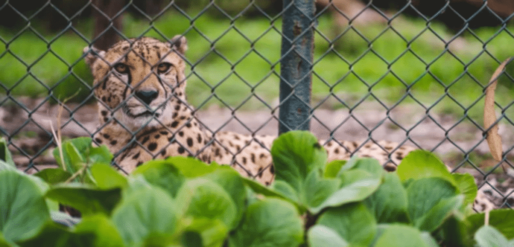 5 motivos imperdíveis para visitar o Zoo da Maia este sábado 5 motivos imperdíveis para visitar o Zoo da Maia este sábado