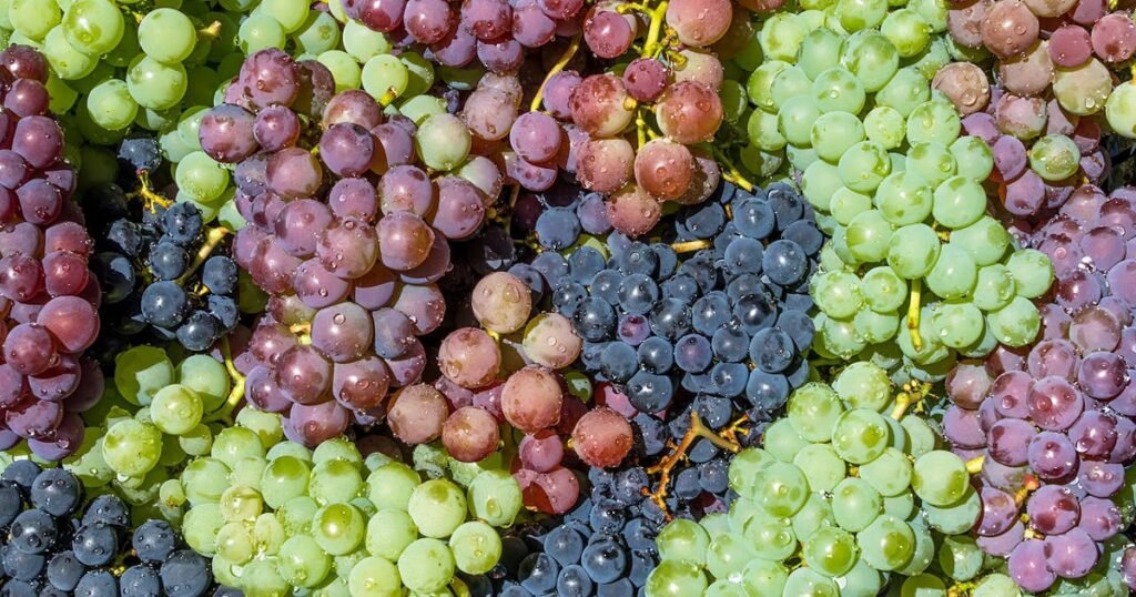 Oito presos e 21 apreensões em suposto esquema de suborno no vinho verde Oito presos e 21 apreensões em suposto esquema de suborno no vinho verde