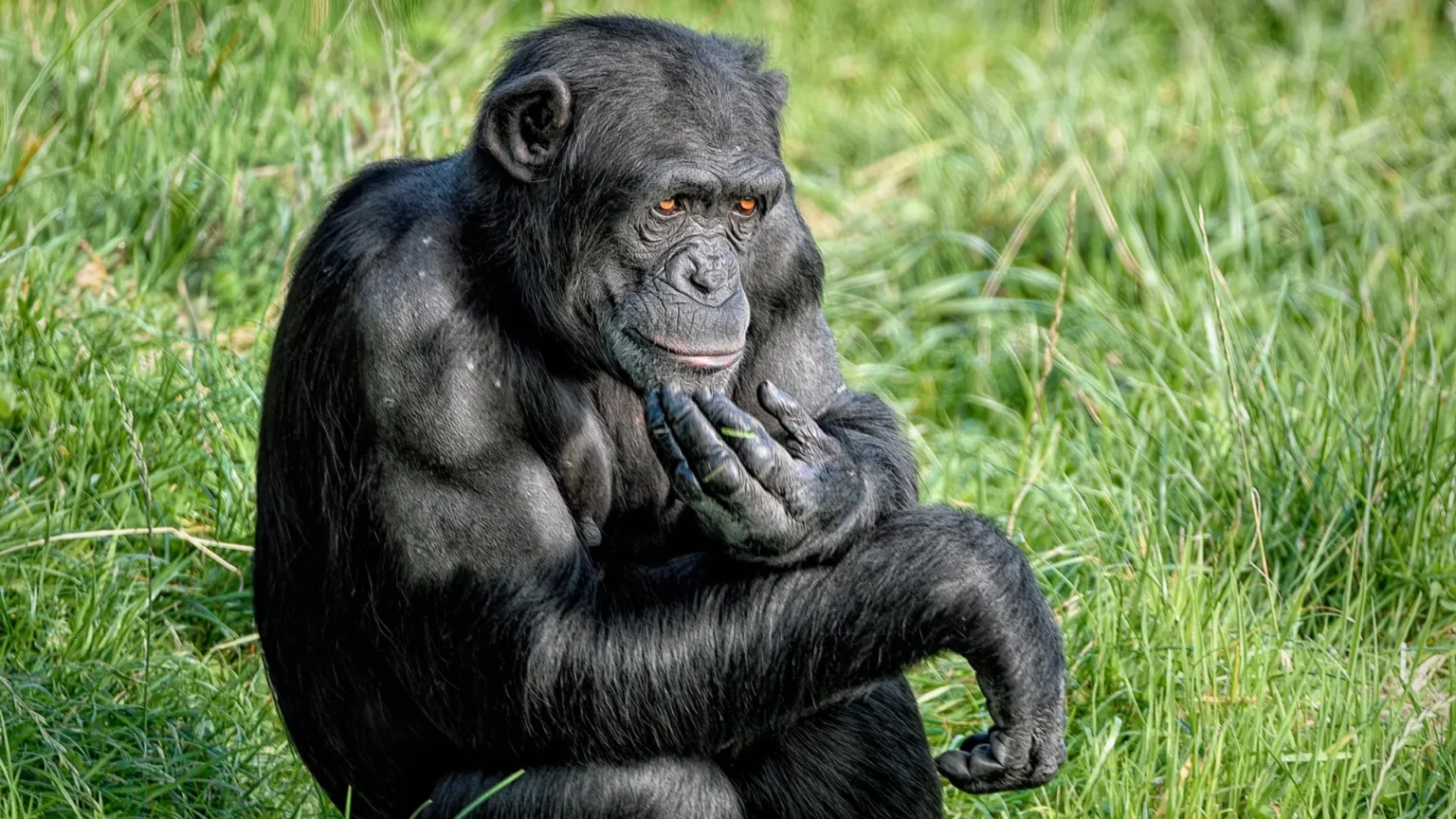 Chimpanzés surpreendem cientistas ao mudar suas mentes com novas evidências "Chimpanzés surpreendem cientistas ao mudar suas mentes com novas evidências"