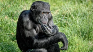 "Chimpanzés surpreendem cientistas ao mudar suas mentes com novas evidências"