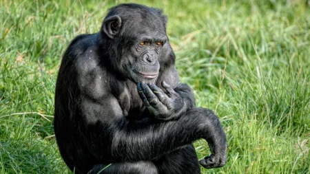 "Chimpanzés surpreendem cientistas ao mudar suas mentes com novas evidências"