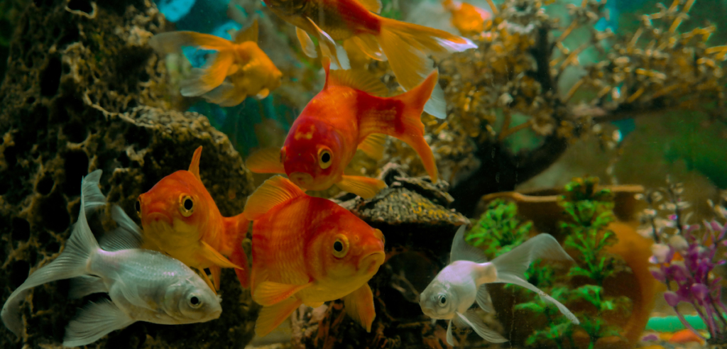 O Maior Aquário Móvel da Europa a Menos de 1h30 do Porto