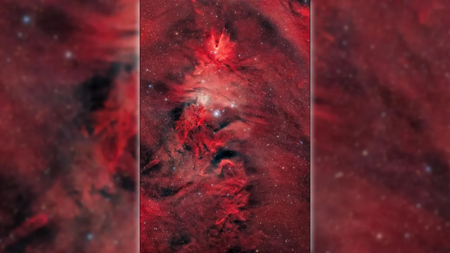 Uma árvore de Natal com 80 anos