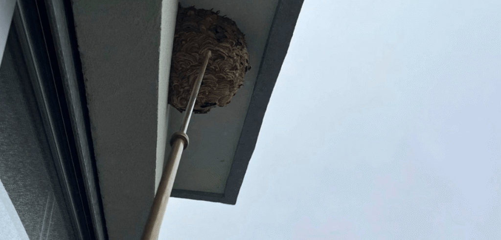 A "luta" da CM Porto contra os ninhos de vespa asiática: Campanhã, a zona mais afetada