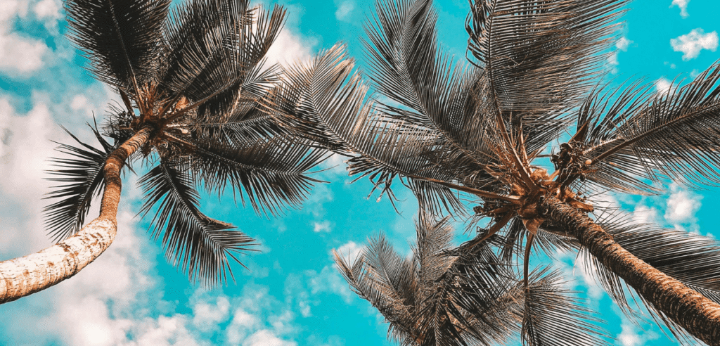 Porto: Dados sobre a Plantação de Palmeiras em 2025