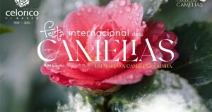 Celorico de Basto em celebração: flores de camélia tomam as vias neste fim de semana.