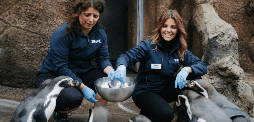 Primeiro pinguim nascido no Porto já tem madrinha famosa